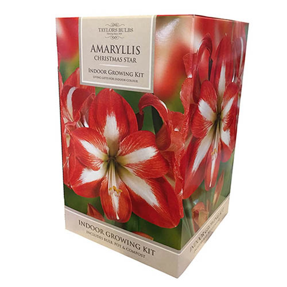 Red Bi-colour Amaryllis Gift Pack - Christmas Star